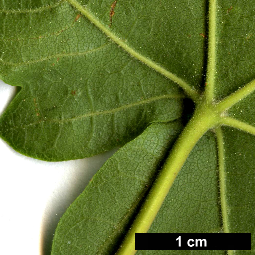 High resolution image: Family: Sapindaceae - Genus: Acer - Taxon: miyabei - SpeciesSub: subsp. miyabei